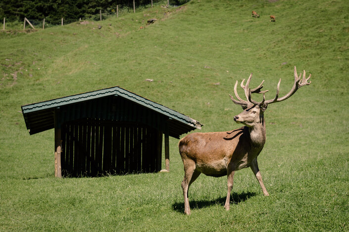 Hirsch im Wild- & Erlebnispark Ferleiten | © Wild- & Erlebnispark Ferleiten